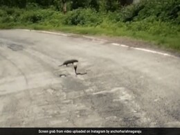 किंग कोबरा के सामने जैसे ही आया नेवला, हवा में उछलकर फन से किया वार, दोनों में हुई जबरदस्त फाइट, फिर हुआ कुछ ऐसा किंग कोबरा के सामने जैसे ही आया नेवला, हवा में उछलकर फन से किया वार, दोनों में हुई जबरदस्त फाइट, फिर हुआ कुछ ऐसा