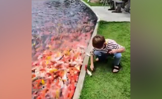 तालाब से एक के बाद एक बाहर आई मछलियां, देखिए कैसे जान बचा रहा है बच्चा