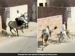 साइकिल पर जा रहे बुजुर्ग के पीछे पड़ गया सांड, फिर हवा में उछालकर ऐसा पटका, Video देख खड़े हो जाएंगे रोंगटे साइकिल पर जा रहे बुजुर्ग के पीछे पड़ गया सांड, फिर हवा में उछालकर ऐसा पटका, Video देख खड़े हो जाएंगे रोंगटे