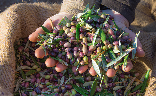 Antidiabetic गुणों पर भरपूर हैं इस छोटे से फल के बीज, जानें जिंक और कैल्शियम से भरपूर इस बीज के जादुई गुणों के बारे में