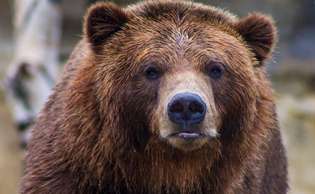 Video: Huge Bear Walks Into Shop In US, Strolls Out With Candies Leaving Cashier Stunned