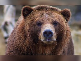 Rajasthan: शौच करने जा रहे किसान पर भालू का हमला, बुरी तरह घायल होने के बाद हॉस्पिटल में भर्ती