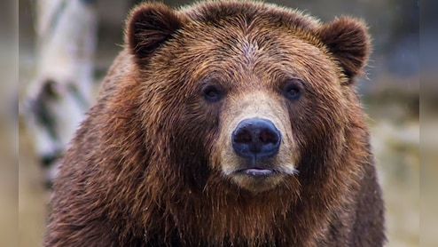 Rajasthan: शौच करने जा रहे किसान पर भालू का हमला, बुरी तरह घायल होने के बाद हॉस्पिटल में भर्ती