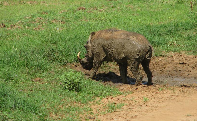 Wild Boar Shot Dead After It Killed Farmer, Injured 2 Women In Karnataka