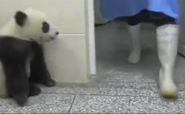 बड़ा दिलचस्प है जिद्दी पांडा का ये अड़ियल अंदाज, बच्चों की तरह अपनी मालकिन से लड़ रहा है