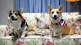 Cuddles With Corgis To Celebrate Queen Elizabeth's Favourite Dogs