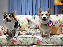 Cuddles With Corgis To Celebrate Queen Elizabeth's Favourite Dogs