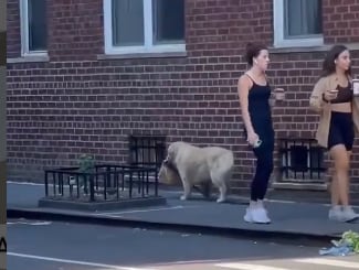 Watch: Adorable Dog Seems To Be Delivering Food On The Streets; Netizens Are Amazed Watch: Adorable Dog Seems To Be Delivering Food On The Streets; Netizens Are Amazed