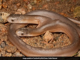 "A Strange Sight": Rare Two-Headed Snake Rescued In South Africa "A Strange Sight": Rare Two-Headed Snake Rescued In South Africa