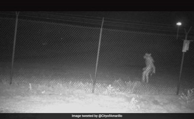 Chupacabra? Texas Zoo Seeks Help To Identify Creature Caught On Camera