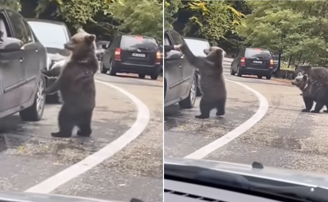 जंगली भालू ने कार में बैठे शख्स के साथ किया कुछ ऐसा कि हैरान रह गए लोग, देखें VIDEO