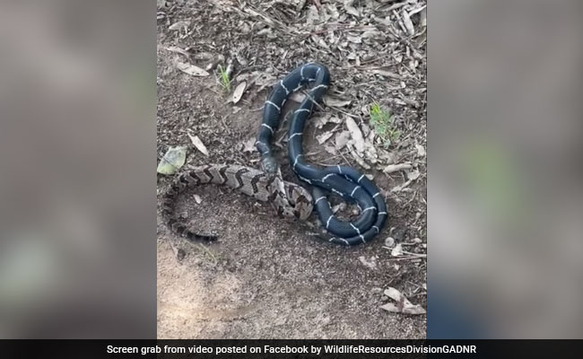 Video Shows Snake Eating Bigger Snake, Internet Says "King Got Him"