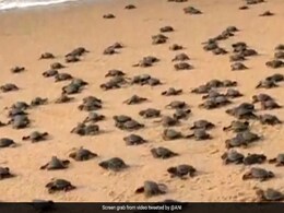 Viral Video: Olive Ridley Turtles Crawl To The Sea After Hatching At Odisha Beach Viral Video: Olive Ridley Turtles Crawl To The Sea After Hatching At Odisha Beach