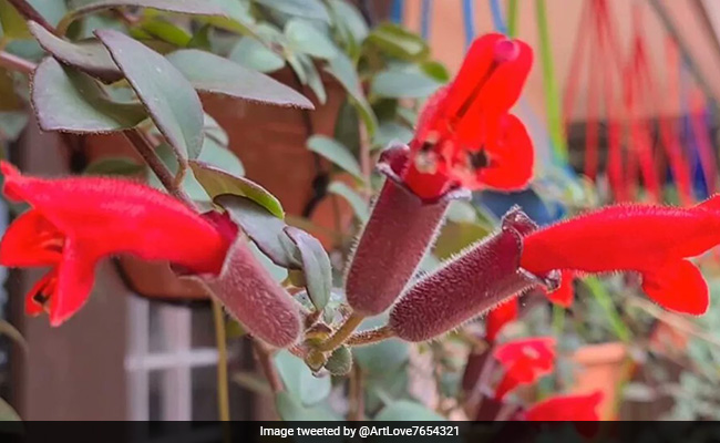 Rare "Lipstick Plant" Rediscovered In Arunachal Pradesh After 100 Years