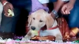 Watch: Karnataka Man Celebrates Pet Dog's Birthday With 100 Kg Cake and 4000 Guests; Wins Hearts