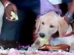 Watch: Karnataka Man Celebrates Pet Dog's Birthday With 100 Kg Cake and 4000 Guests; Wins Hearts Watch: Karnataka Man Celebrates Pet Dog's Birthday With 100 Kg Cake and 4000 Guests; Wins Hearts