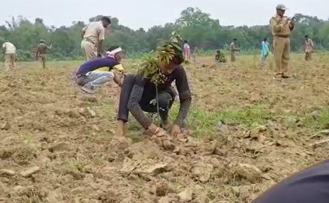 असम में ग्रामीणों की अनूठी पहल, पौधारोपण के लिए खेती योग्य भूमि तक छोड़ी; विश्व पर्यावरण दिवस पर लगाए 1 लाख पौधे