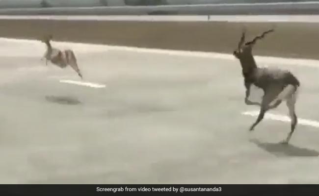 Video Shows Two Blackbucks Being Chased By Vehicle, Internet Demands Action