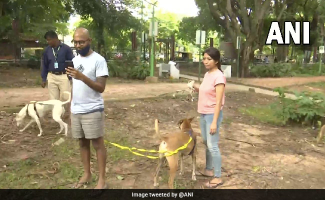 Pet Owners Object Proposal To Ban Dogs In Bengaluru's Cubbon Park