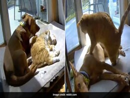 Video Showing Difference Between Dog And Cat Leaves Internet Amused Video Showing Difference Between Dog And Cat Leaves Internet Amused