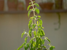 Tulsi Indication: घर में लगी तुलसी देती हैं शुभ-अशुभ संकेत, जानें किन बातों का रखा जाता है खास ख्याल Tulsi Indication: घर में लगी तुलसी देती हैं शुभ-अशुभ संकेत, जानें किन बातों का रखा जाता है खास ख्याल