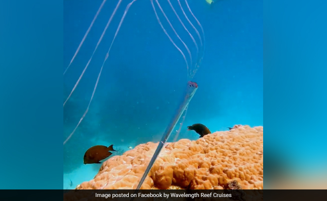 "Extremely Rare Encounter": Video Shows Baby Oarfish Swimming On Great Barrier Reef