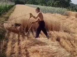 Viral Video : ना महंगी मशीन ना घंटों की मशक्कत, ये है गेहूं की कटाई का अनोखा तरीका Viral Video : ना महंगी मशीन ना घंटों की मशक्कत, ये है गेहूं की कटाई का अनोखा तरीका