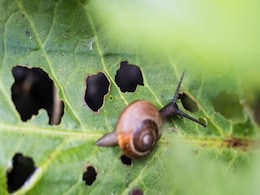 कीड़े-मकौड़ों से खराब होने लगी है फसल तो ये 5 उपाय आ सकते हैं आपके बेहद काम, कुछ ही दिनों में लहराने लगेंगे खेत कीड़े-मकौड़ों से खराब होने लगी है फसल तो ये 5 उपाय आ सकते हैं आपके बेहद काम, कुछ ही दिनों में लहराने लगेंगे खेत