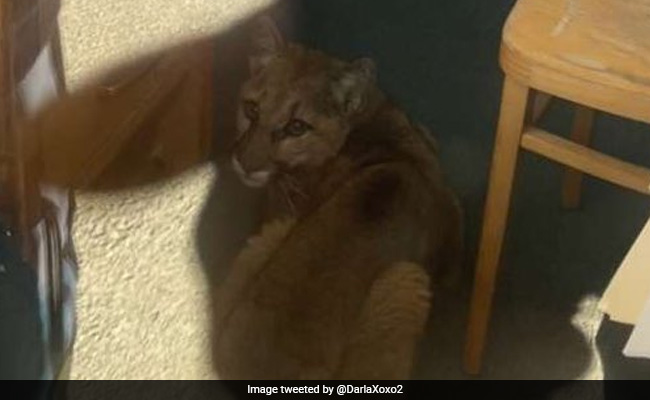 School Locked Down After Mountain Lion Found In Classroom In US