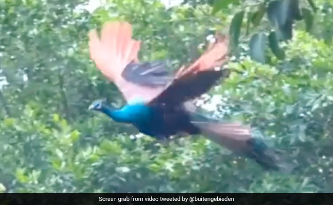 मोर का पंख फैलाए हवा में उड़ते हुए वीडियो वायरल, 3 लाख लोगों ने देखा ये अद्भुत नज़ारा