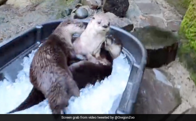 "It's Cool, In The Gang": Otters Have Great Time In A Bucket Full Of Ice