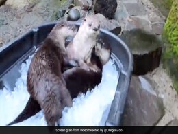 "It's Cool, In The Gang": Otters Have Great Time In A Bucket Full Of Ice "It's Cool, In The Gang": Otters Have Great Time In A Bucket Full Of Ice