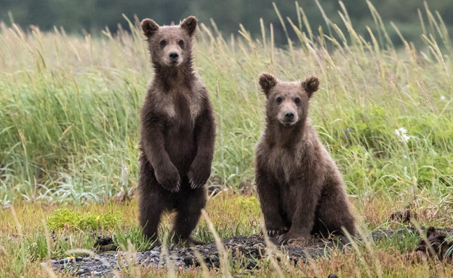 Viral Video: Two Bears Get Into A Ferocious Fight In A Garage In US