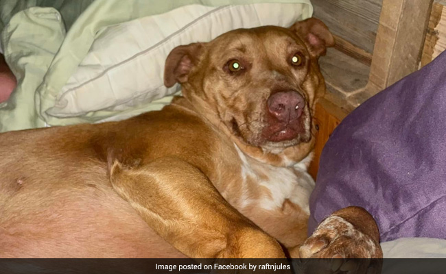 Couple In US Wakes Up To Find Stranger's Dog Asleep With Them In Bed