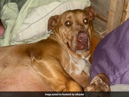 Couple In US Wakes Up To Find Stranger's Dog Asleep With Them In Bed Couple In US Wakes Up To Find Stranger's Dog Asleep With Them In Bed