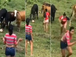 Viral Video: गायों से पंगा लेना लड़कियों को पड़ा भारी, डर के मारे उल्टे पैर भागने को हुईं मजबूर Viral Video: गायों से पंगा लेना लड़कियों को पड़ा भारी, डर के मारे उल्टे पैर भागने को हुईं मजबूर