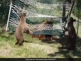 भालुओं ने झूला झूलने के लिए खूब की शैतानी, 9 लाख बार देखा गया Video, देखकर आप भी कहेंगे So Cute भालुओं ने झूला झूलने के लिए खूब की शैतानी, 9 लाख बार देखा गया Video, देखकर आप भी कहेंगे So Cute