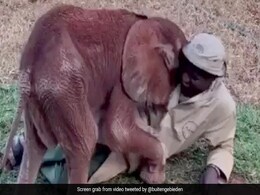 हाथी के बच्चे को सूझी मस्ती, केयरटेकर को लगाने लगा गले, फिर ऊपर लेटकर करने लगा कुछ ऐसा - देखें Cute Video हाथी के बच्चे को सूझी मस्ती, केयरटेकर को लगाने लगा गले, फिर ऊपर लेटकर करने लगा कुछ ऐसा - देखें Cute Video