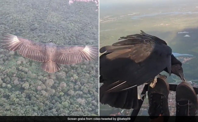 Viral Video: Man Paragliding With Black Vulture Leaves Internet Amazed