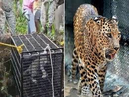 महाराष्ट्र में खुले कुएं में गिरे तेंदुए का वन विभाग की टीम ने किया रेस्क्यू, देखें VIDEO महाराष्ट्र में खुले कुएं में गिरे तेंदुए का वन विभाग की टीम ने किया रेस्क्यू, देखें VIDEO