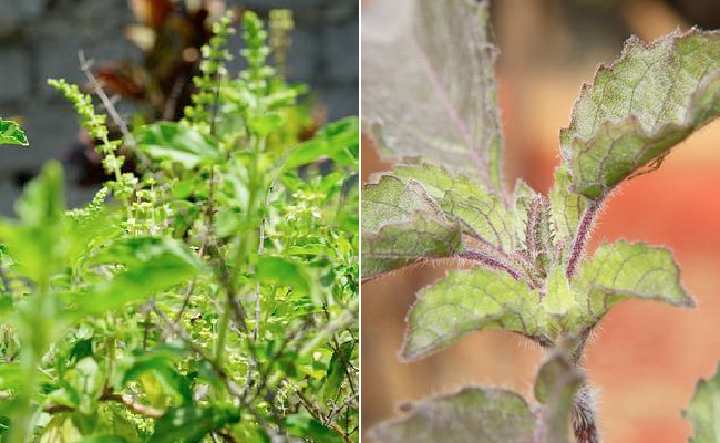 Tulsi: रामा या श्यामा कौन सा तुलसी का पौधा लगाना है मंगलकारी, जानें इसे किस दिन लगाएं