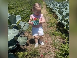 Watch: Adorable Video Of A Toddler Trying To Pick Strawberries But Failing Miserably