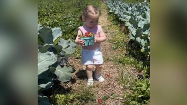 Watch: Adorable Video Of A Toddler Trying To Pick Strawberries But Failing Miserably