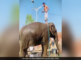 हाथी को इस तरह कौन नहलाता है भाई! Video देख खुला का खुला रह जाएगा मुंह हाथी को इस तरह कौन नहलाता है भाई! Video देख खुला का खुला रह जाएगा मुंह