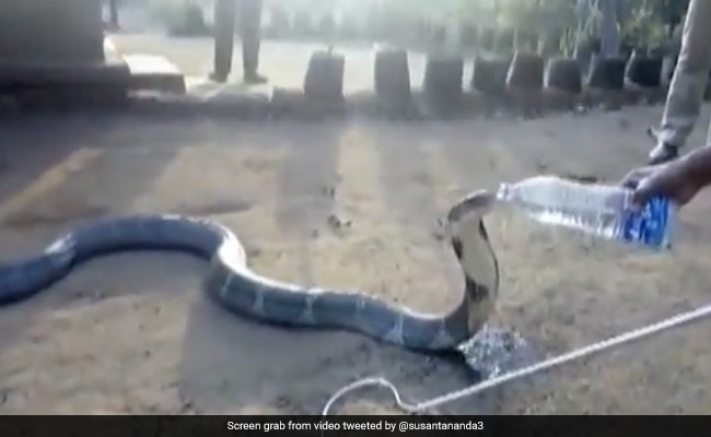 प्यास से तड़पते किंग कोबरा को शख्स ने बोतल से पिलाया पानी, Video देख रह जाएंगे दंग प्यास से तड़पते किंग कोबरा को शख्स ने बोतल से पिलाया पानी, Video देख रह जाएंगे दंग