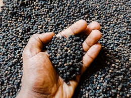 ब्लड प्रेशर, डिप्रेशन, खांसी, मोटापा हर चीज के लिए औषधि जैसा चमत्कार करते हैं ये छोटे काले बीज, जानें नाम