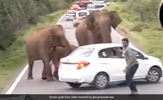 Bureaucrat Slams Video Of People Surrounding Elephants, Twitter Divided