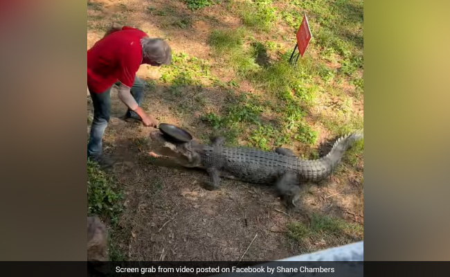 Watch: Australian Pub Owner Fights Off Crocodile With Frying Pan