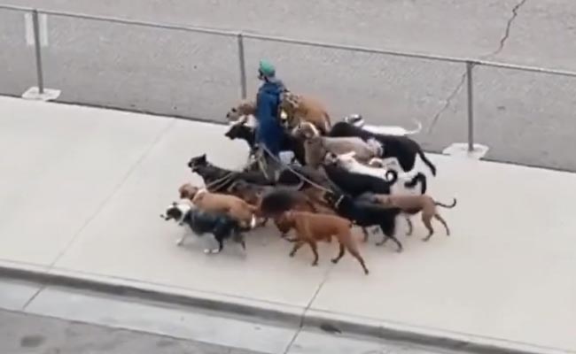 कुत्तों की सेना लेकर निकला शख्स, वीडियो देख नेटिजंस बोले-  दुनिया का सबसे सुरक्षित इंसान है ये