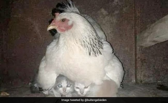 तूफान से डरे हुए बिल्ली के बच्चों की देखभाल करती दिखी मुर्गी, वायरल तस्वीर ने जीता दिल, लोग बोले- सबको सीखना चाहिए